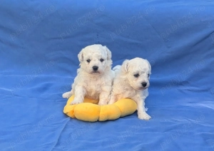 pui Bichon Frise cu pedigree FCI