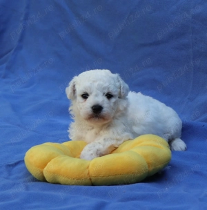 pui Bichon Frise cu pedigree FCI - imagine 2