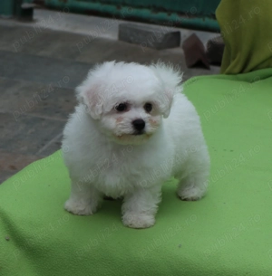 pui Bichon Frise cu pedigree FCI - imagine 4