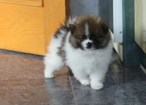 Pomeranian mini - imagine 3 Pomeranian mini - imagine 3
