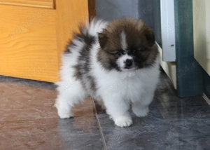 Pomeranian mini - imagine 2 Pomeranian mini - imagine 2