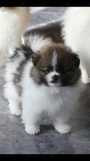 Pomeranian mini