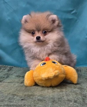 Pui Pomeranian pentru pretentiosi cu pedigree FCI ,posibil pasaport  - imagine 4