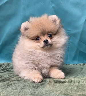 Pui Pomeranian pentru pretentiosi cu pedigree FCI ,posibil pasaport  - imagine 3