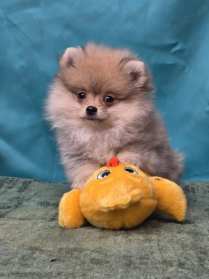 Pui Pomeranian pentru pretentiosi cu pedigree FCI ,posibil pasaport  - imagine 5