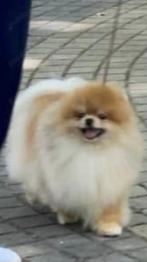Pomeranian mini - imagine 4 Pomeranian mini - imagine 4