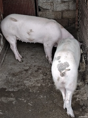 Perche de porcii de vanzare.