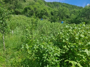 Tufe de coacăz negru (3-4 ani)   productivitate + gust de top  - imagine 3