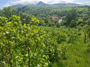 Tufe de coacăz negru (3-4 ani)   productivitate + gust de top  - imagine 2