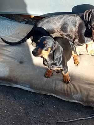 Pui teckel de vanzare - imagine 2