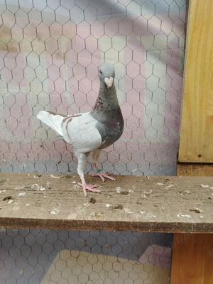 Voiajori germanii de frumusețe!!  - imagine 2 Voiajori germanii de frumusețe!!  - imagine 2