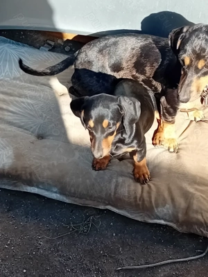 Pui teckel de vanzare - imagine 3