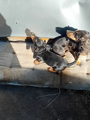 Pui teckel de vanzare - imagine 4