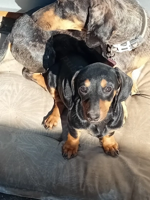 Pui teckel de vanzare - imagine 5