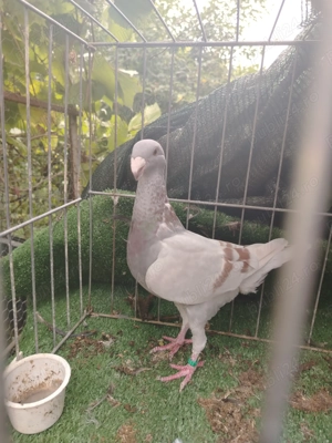 Voiajori germanii de frumusețe!!  - imagine 5 Voiajori germanii de frumusețe!!  - imagine 5