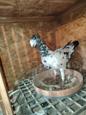 Voiajori germanii de frumusețe!!  - imagine 4 Voiajori germanii de frumusețe!!  - imagine 4