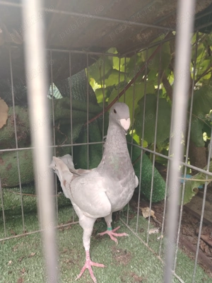 Voiajori germanii de frumusețe!!  - imagine 3 Voiajori germanii de frumusețe!!  - imagine 3