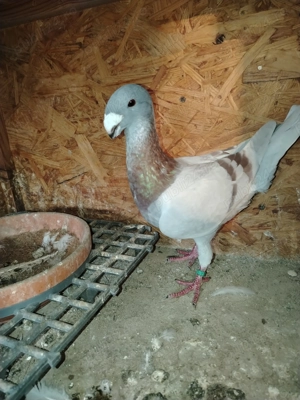 Voiajori germanii de frumusețe!!  - imagine 6 Voiajori germanii de frumusețe!!  - imagine 6