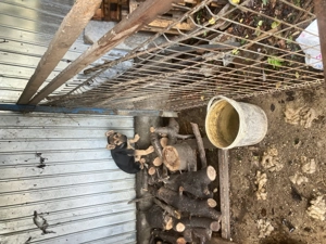 Pui femelă ciobănesc-german-2luni