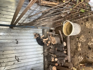 Pui femelă ciobănesc-german-2luni - imagine 2