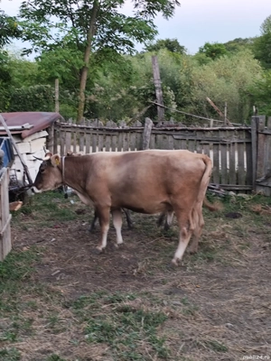 Se vinde una dintre ele