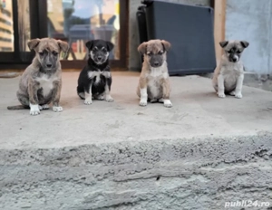 Catei metis ciobanesc