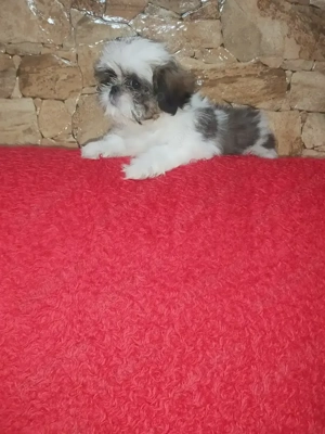 Pui shih-tzu alb-maro - imagine 2