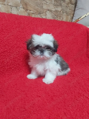 Pui shih-tzu alb-maro - imagine 3