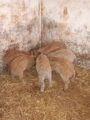 Purcei mangalița ințarcați varietatea roșu somon - imagine 2 Purcei mangalița ințarcați varietatea roșu somon - imagine 2