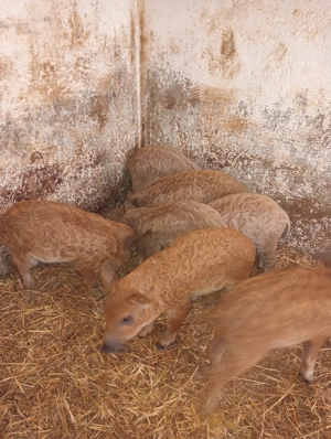 Purcei mangalița ințarcați