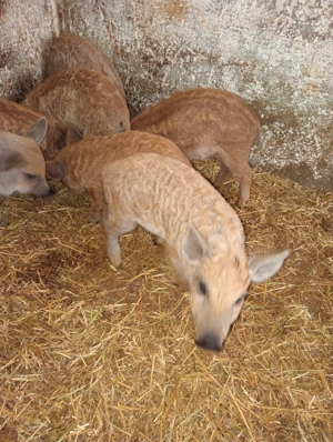 Purcei mangalița rasă pură 