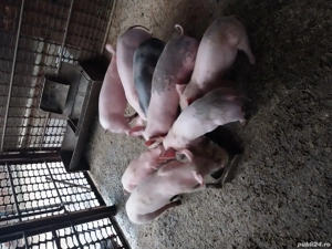 Purcei de vânzare  . - imagine 2