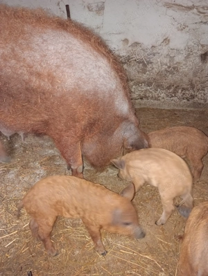 Purcei mangalița ințarcați varietatea roșu somon - imagine 3 Purcei mangalița ințarcați varietatea roșu somon - imagine 3