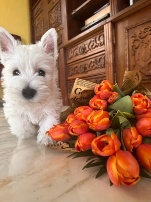   Pui Westie deosebiți   disponibili acum!   - imagine 5