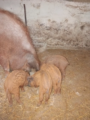 Purcei mangalița ințarcați varietatea roșu somon - imagine 4 Purcei mangalița ințarcați varietatea roșu somon - imagine 4