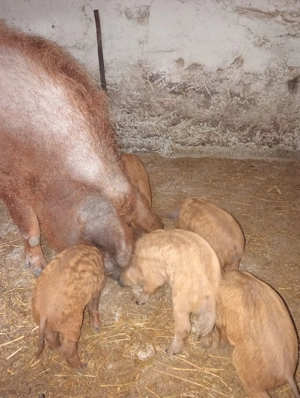 Purcei mangalița ințarcați varietatea roșu somon - imagine 5 Purcei mangalița ințarcați varietatea roșu somon - imagine 5