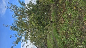 casă de vânzare  - imagine 4