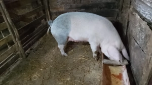 Scroafă de sacrificat 