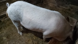 Scroafă de sacrificat  - imagine 3