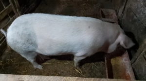 Scroafă de sacrificat  - imagine 2