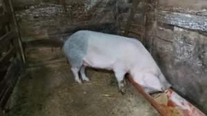 Scroafă de sacrificat  - imagine 4