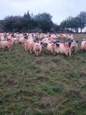 Vând oi tinere, miori și stramiori 