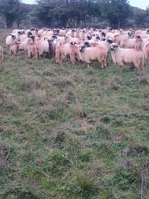 Vând oi tinere, miori și stramiori  - imagine 2