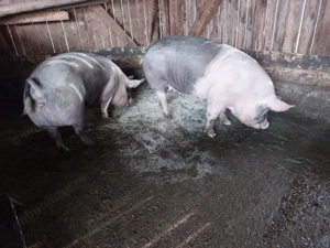 Vând scroafe duroc cu pietrain 