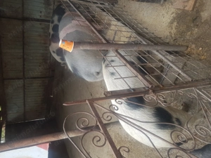 De vînzare - imagine 4