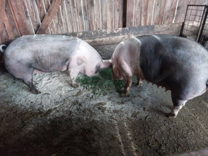 Vând scroafe duroc cu pietrain  - imagine 2 Vând scroafe duroc cu pietrain  - imagine 2