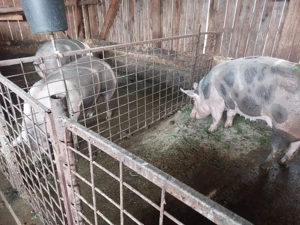 Vând scroafe duroc cu pietrain  - imagine 3 Vând scroafe duroc cu pietrain  - imagine 3