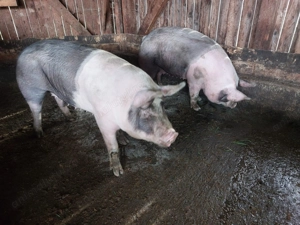 Vând scroafe duroc cu pietrain  - imagine 4 Vând scroafe duroc cu pietrain  - imagine 4