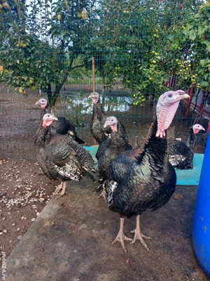 Curcani de vanzare  - imagine 3