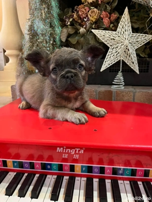 Bulldog francez Fluffy